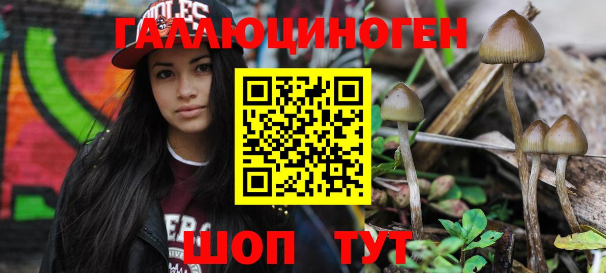 Зима  Галлюциногенные грибы Psilocybine cubensis  Вход с VPN 